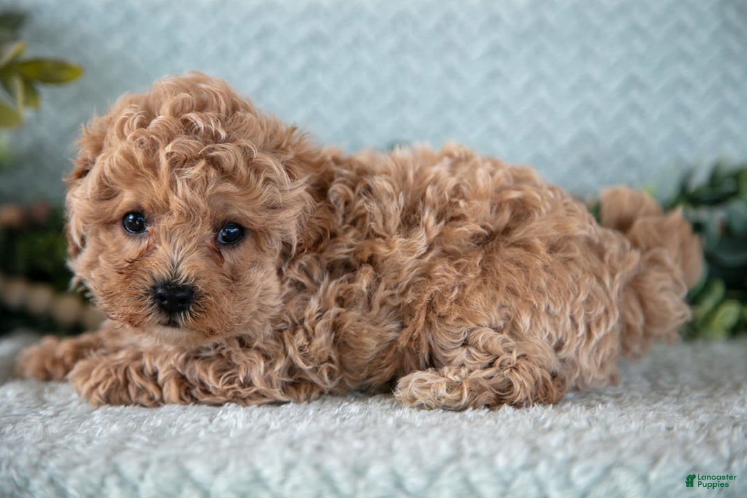 Shihpoo dogs for sale: Louie - Image 3