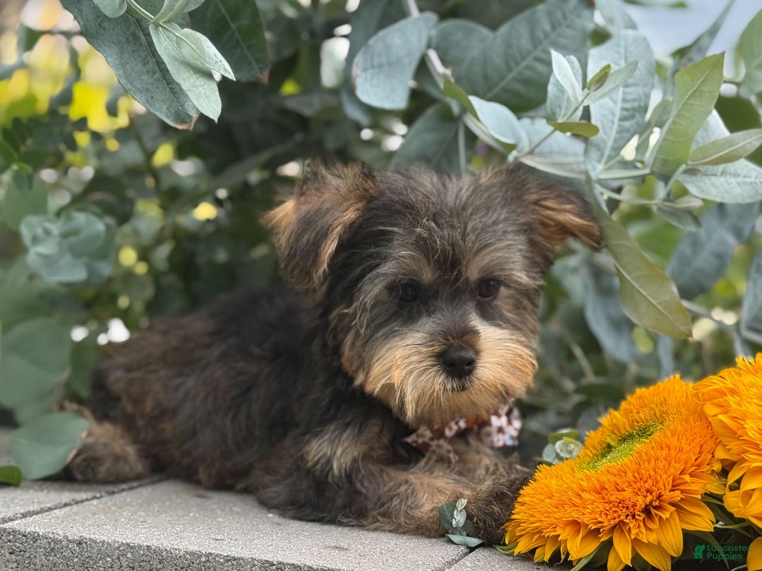 Yorkshire Terrier dogs for sale: Baxter - Image 4