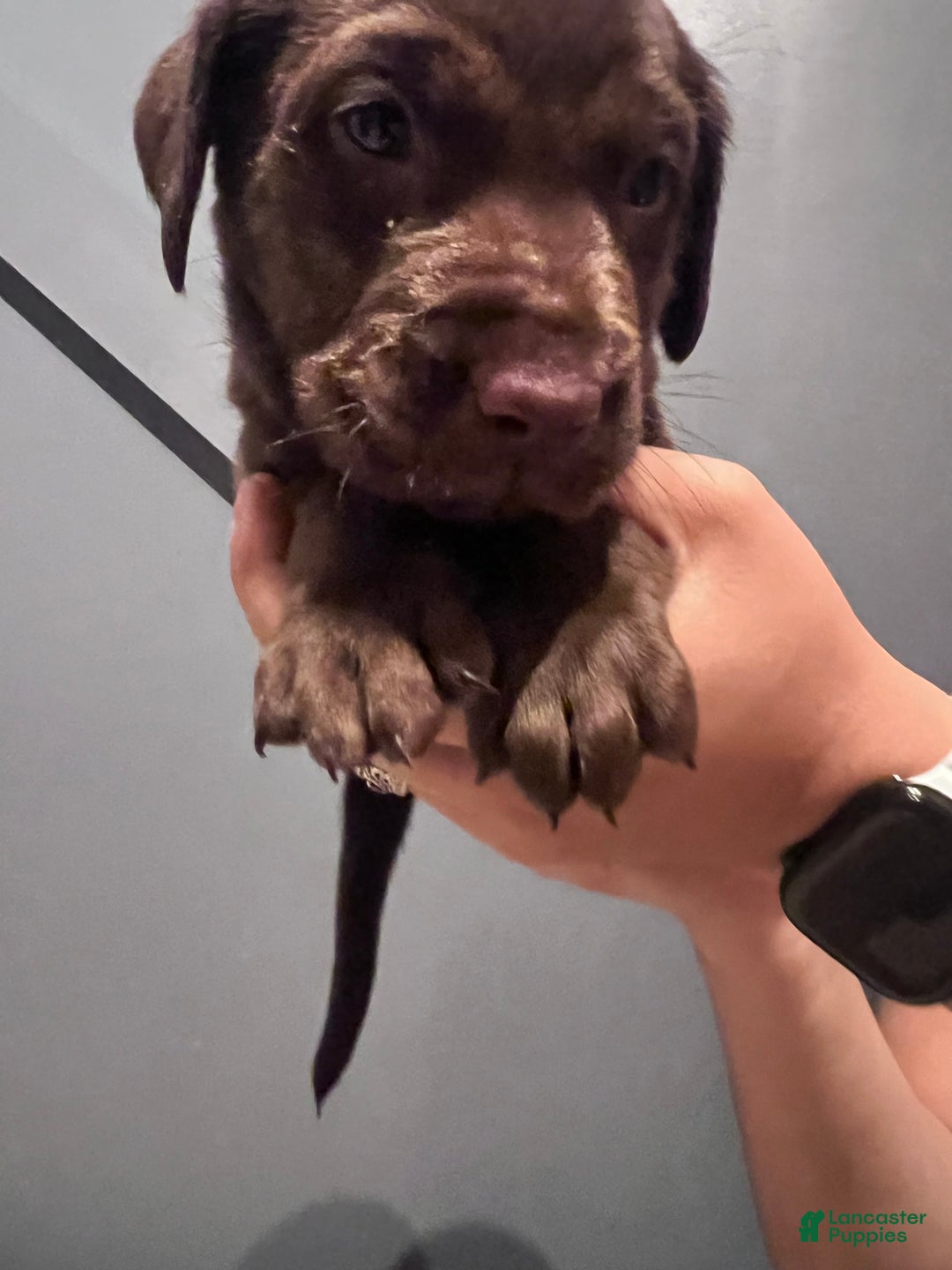 Labrador Retriever dogs for sale: Inzee Jr - Image 3