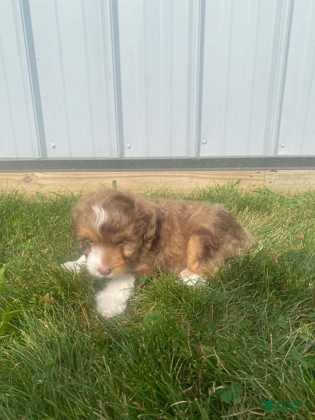 Mini Aussiedoodle dogs for sale: Bandit - Image 10
