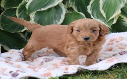 Mini Goldendoodle dogs for sale: Aubrey - Image 6