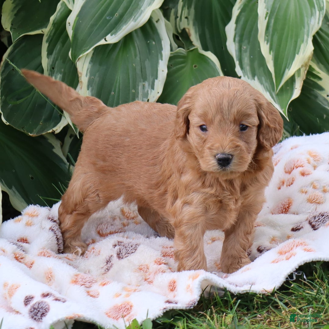 Mini Goldendoodle dogs for sale: Aubrey - Image 6