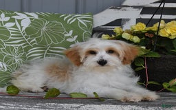 Lhasapoo dogs for sale: Daisy - Image 9