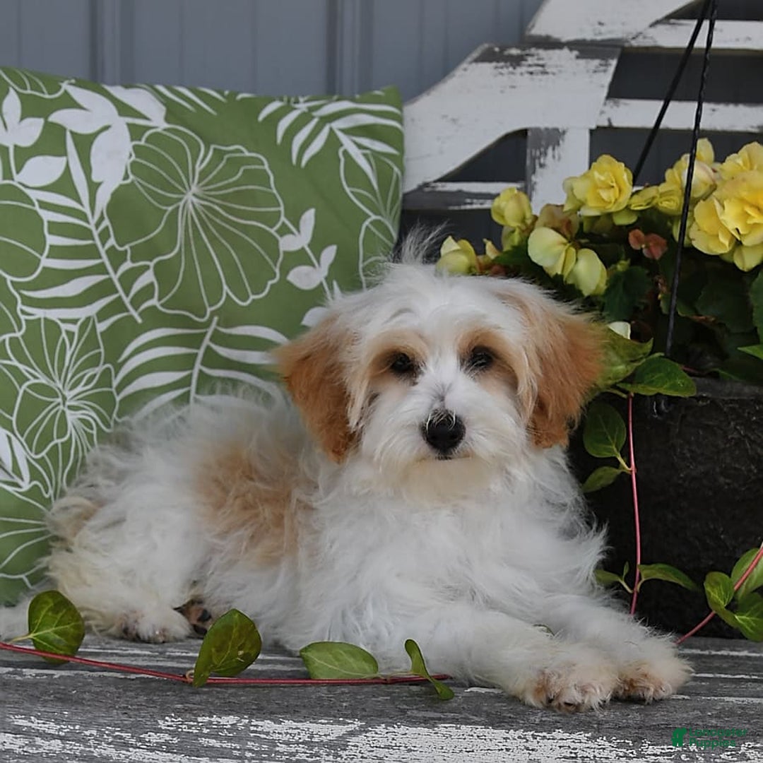 Lhasapoo dogs for sale: Daisy - Image 9