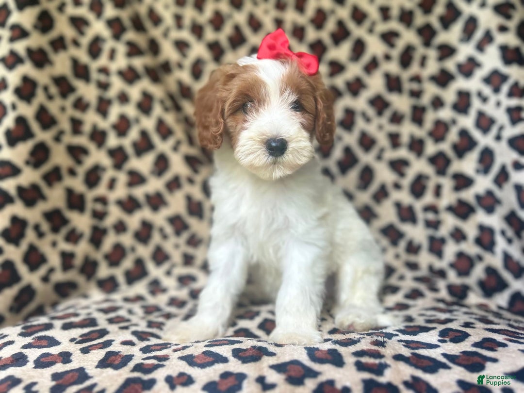 Cavapoo dogs for sale: Shayla - Image 8