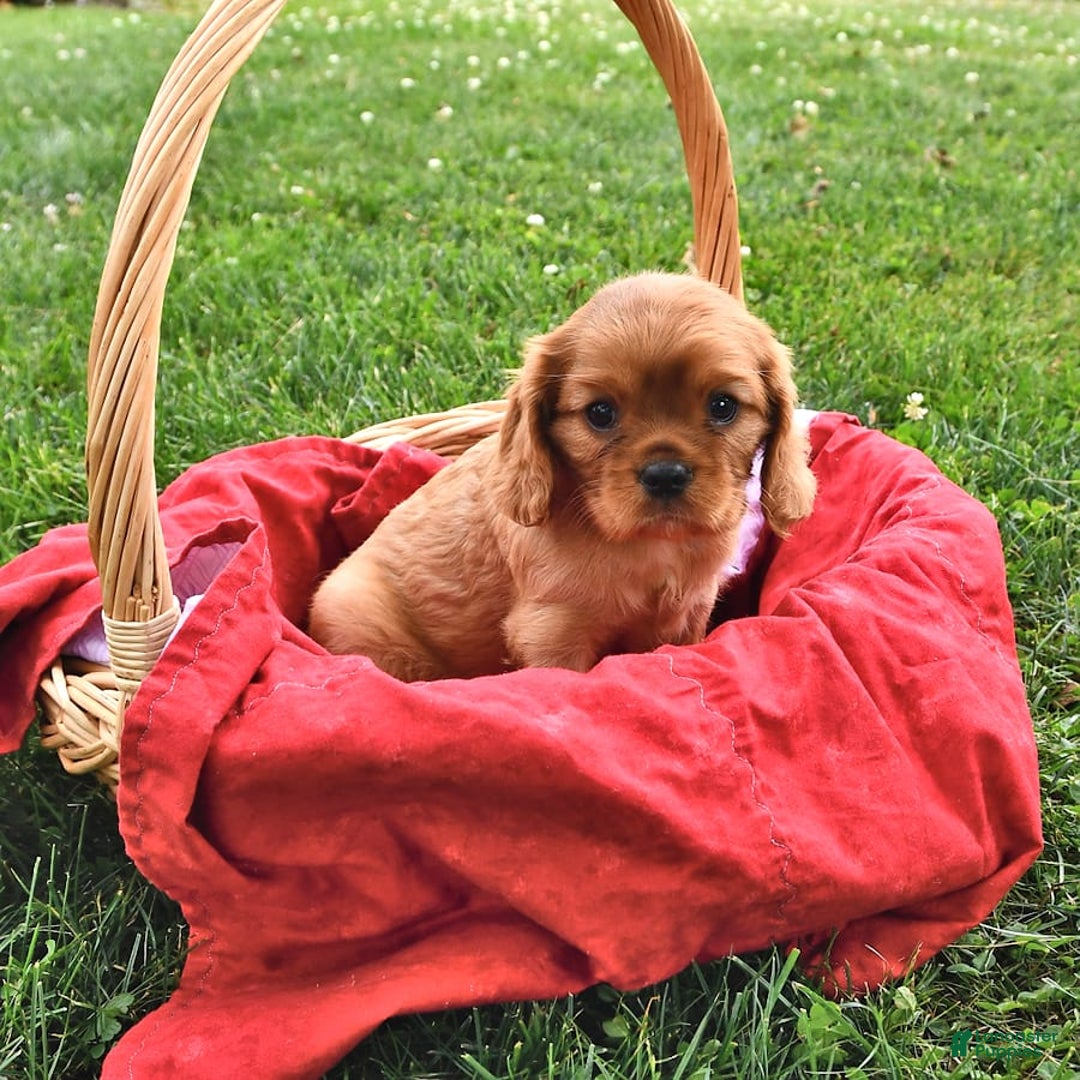 Cavalier King Charles Spaniel dogs for sale: Reba - Image 8