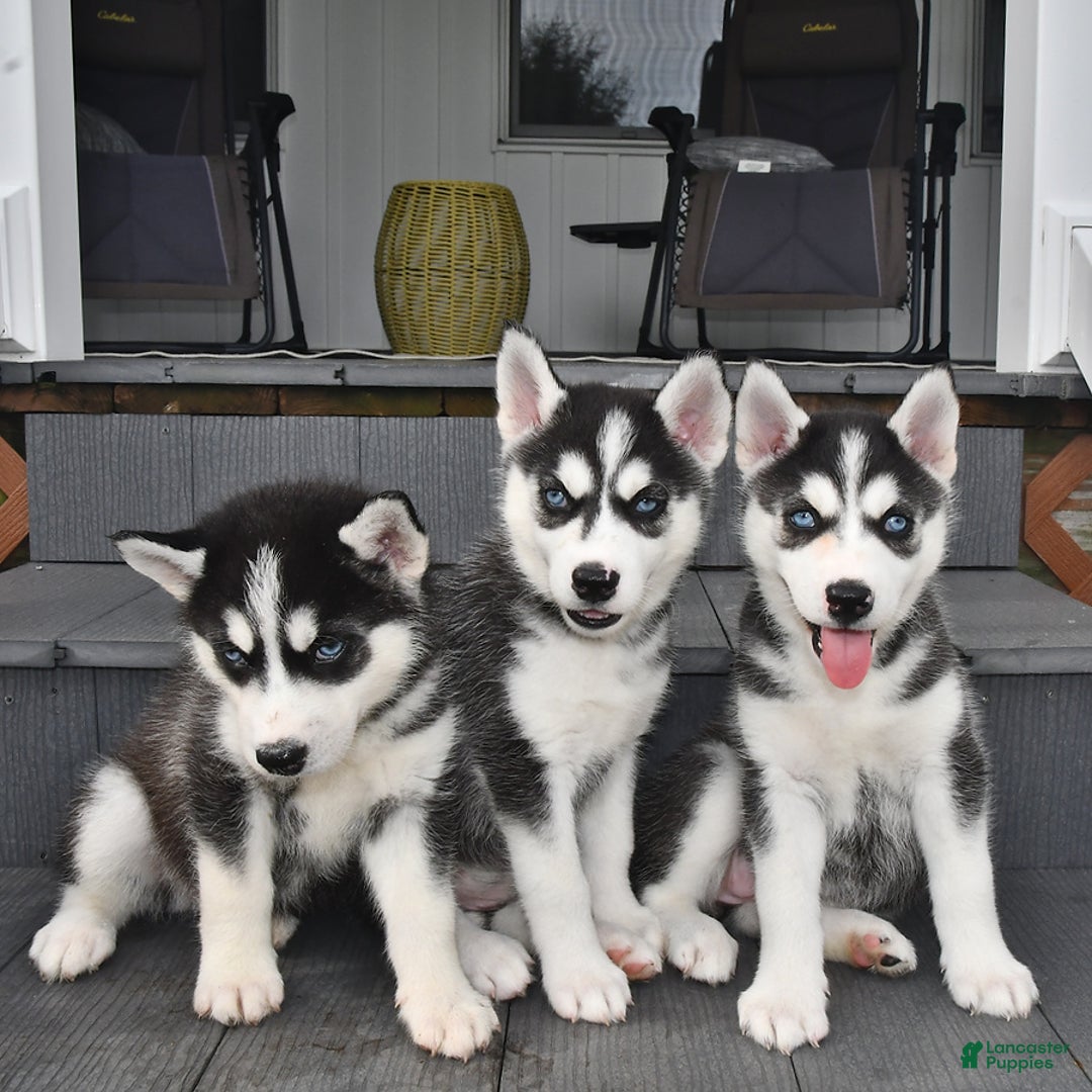 Siberian Husky dogs for sale: Roxy - Image 1
