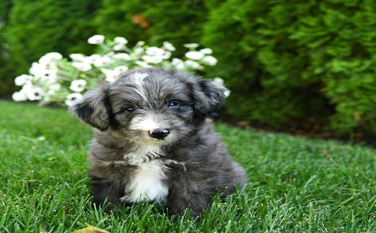 Mini Aussiedoodle dogs - Advert 26