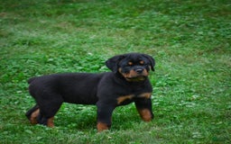 Rottweiler dogs for sale: Bella - Image 5