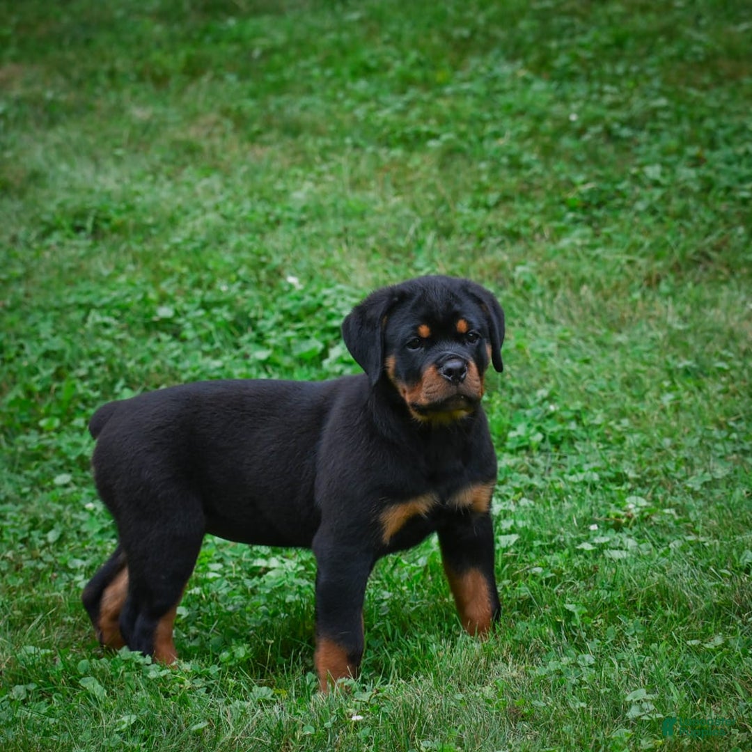 Rottweiler dogs for sale: Bella - Image 5