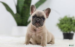 French Bulldog dogs for sale: French Bulldog 5 puppies - Image 16