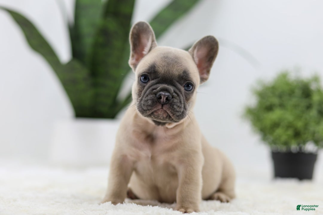 French Bulldog dogs for sale: French Bulldog 5 puppies - Image 16