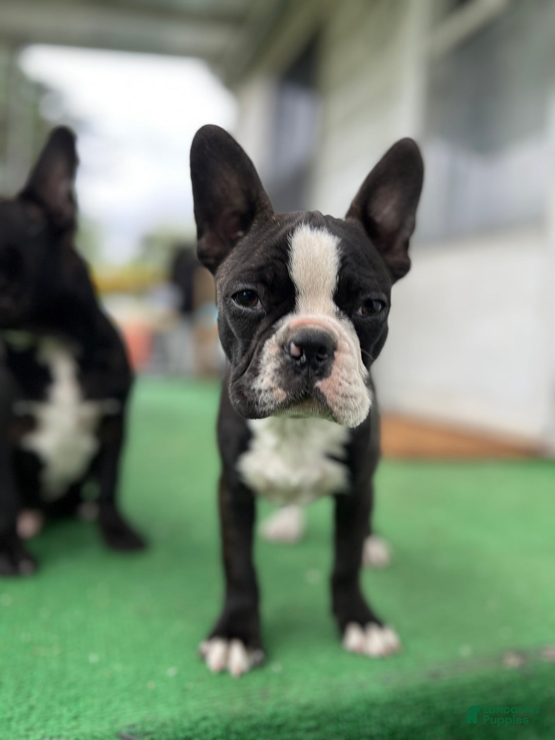 Frenchton dogs for sale: Sebastian - Image 4