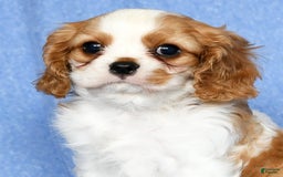 Cavalier King Charles Spaniel dogs for sale: Lance - Image 9