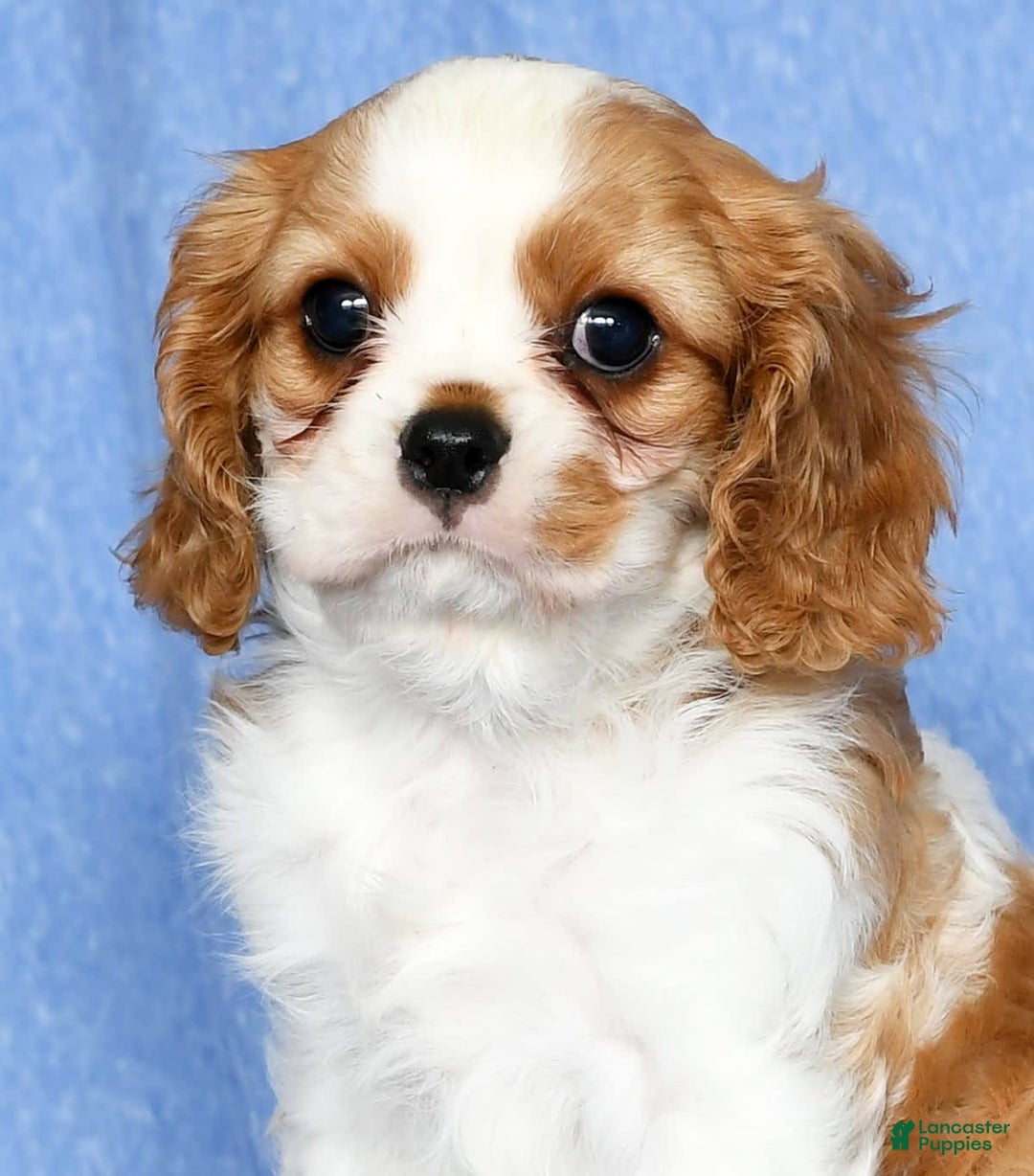 Cavalier King Charles Spaniel dogs for sale: Lance - Image 9