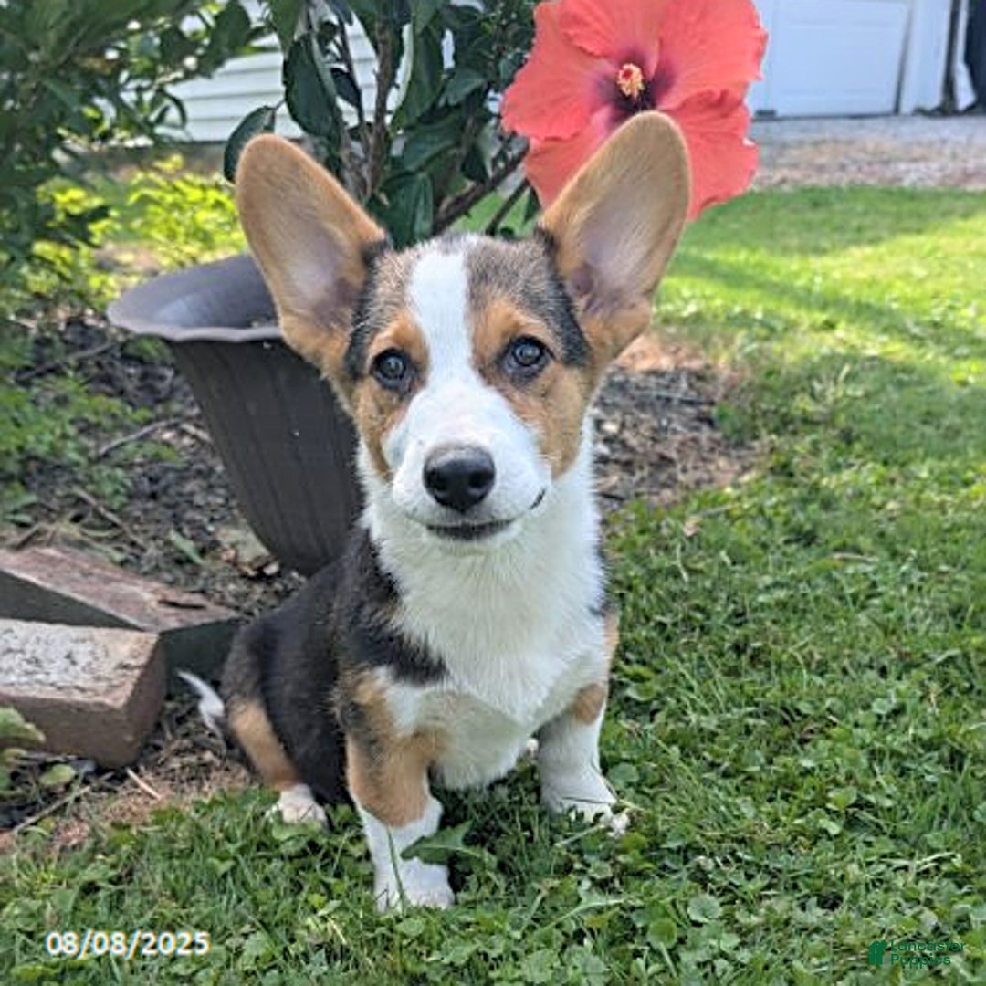 Welsh Corgi Pembroke dogs for sale: Charlie - Image 5