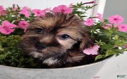 Shorkie dogs for sale: Flounder - Image 2