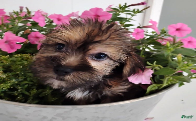 Shorkie dogs - Advert 30