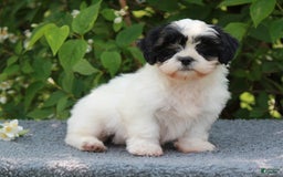 Shihpoo dogs for sale: Dallas - Image 3