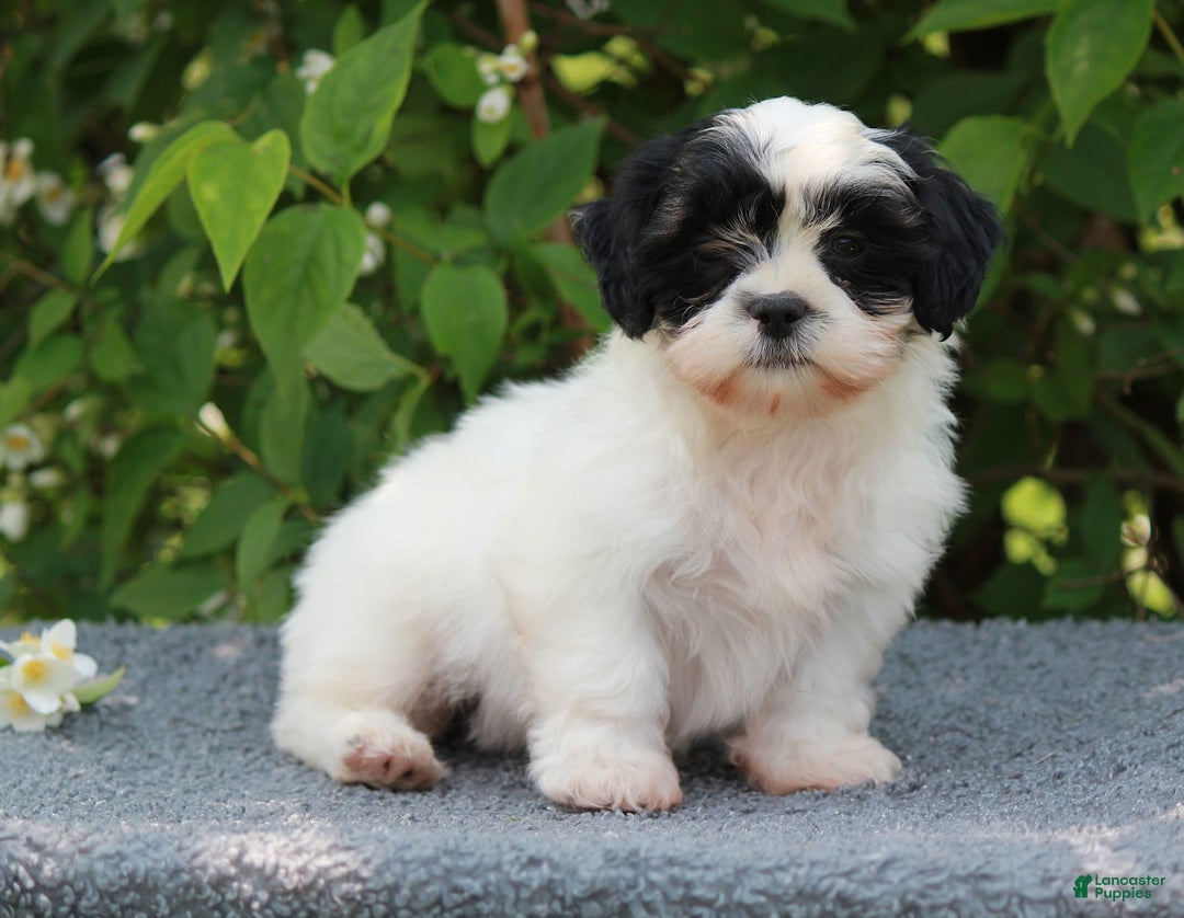 Shihpoo dogs for sale: Dallas - Image 3