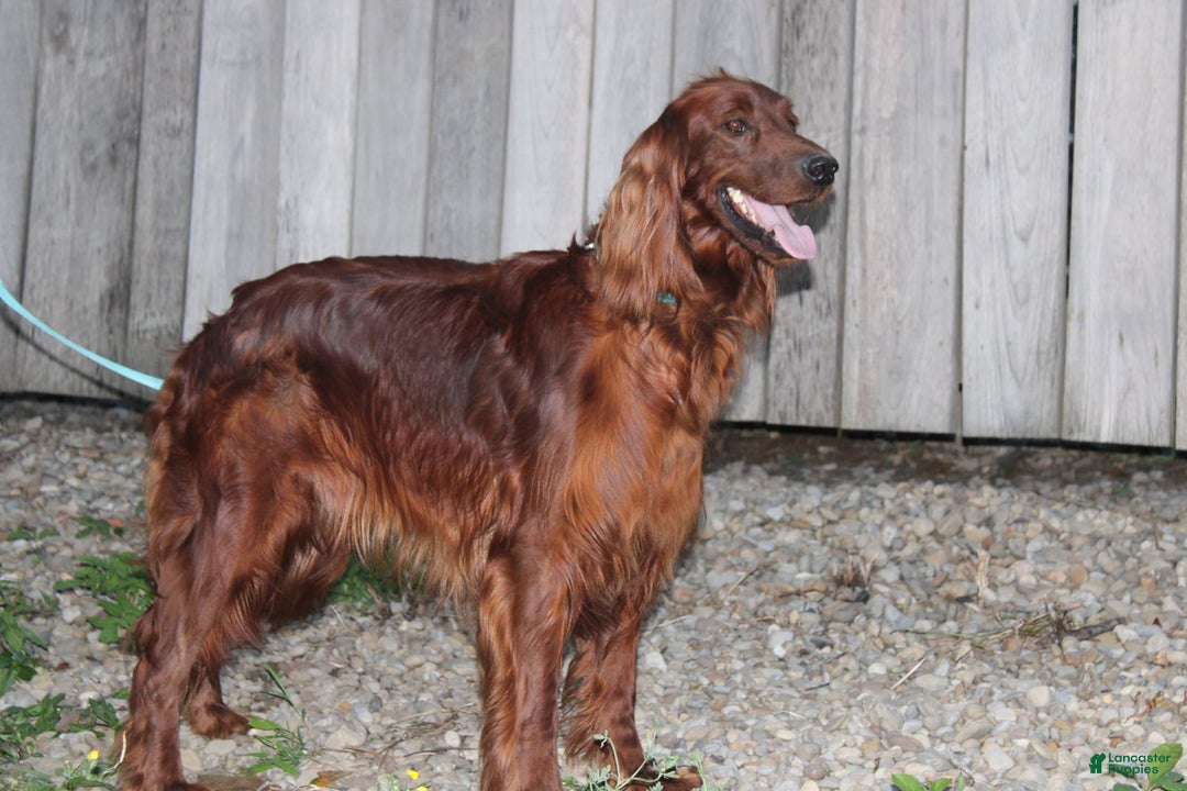 Irish Setter dogs for sale: Darwin - Image 5