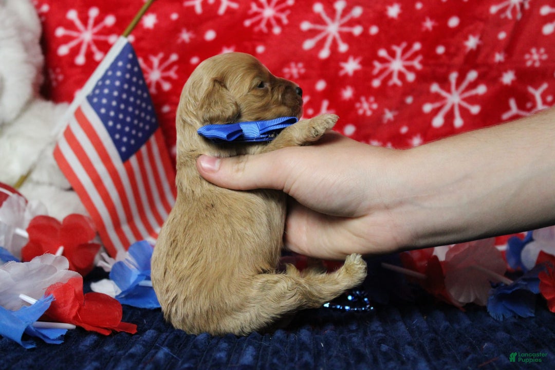 Cavapoo dogs for sale: Phoenix - Image 67