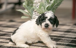 Miniature Poodle dogs for sale: Bouncer - Image 2