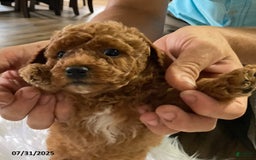 Toy Poodle dogs for sale: Ace - Extra Small - Image 1
