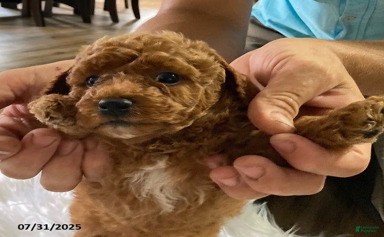 Toy Poodle dogs for sale - Ad 1