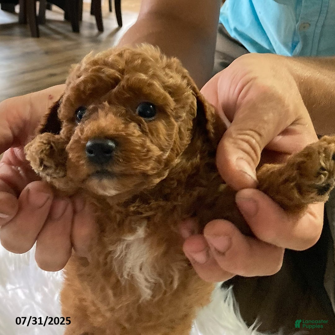 Toy Poodle dogs for sale: Ace - Extra Small - Image 1