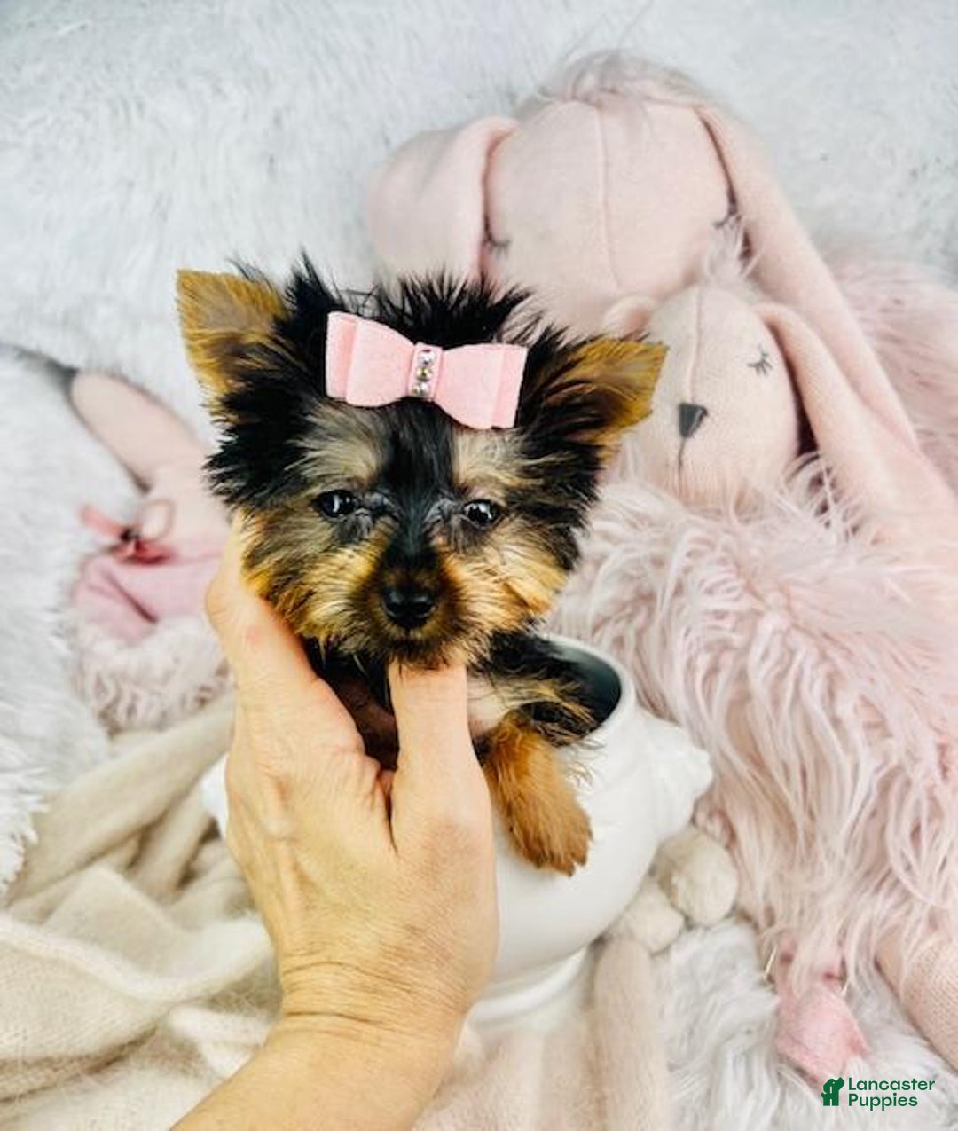 Yorkshire Terrier dogs for sale: Jilda - Image 2