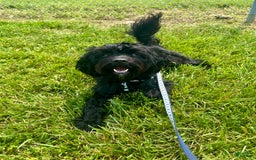 Cavapoo dogs for sale: Max - Image 9