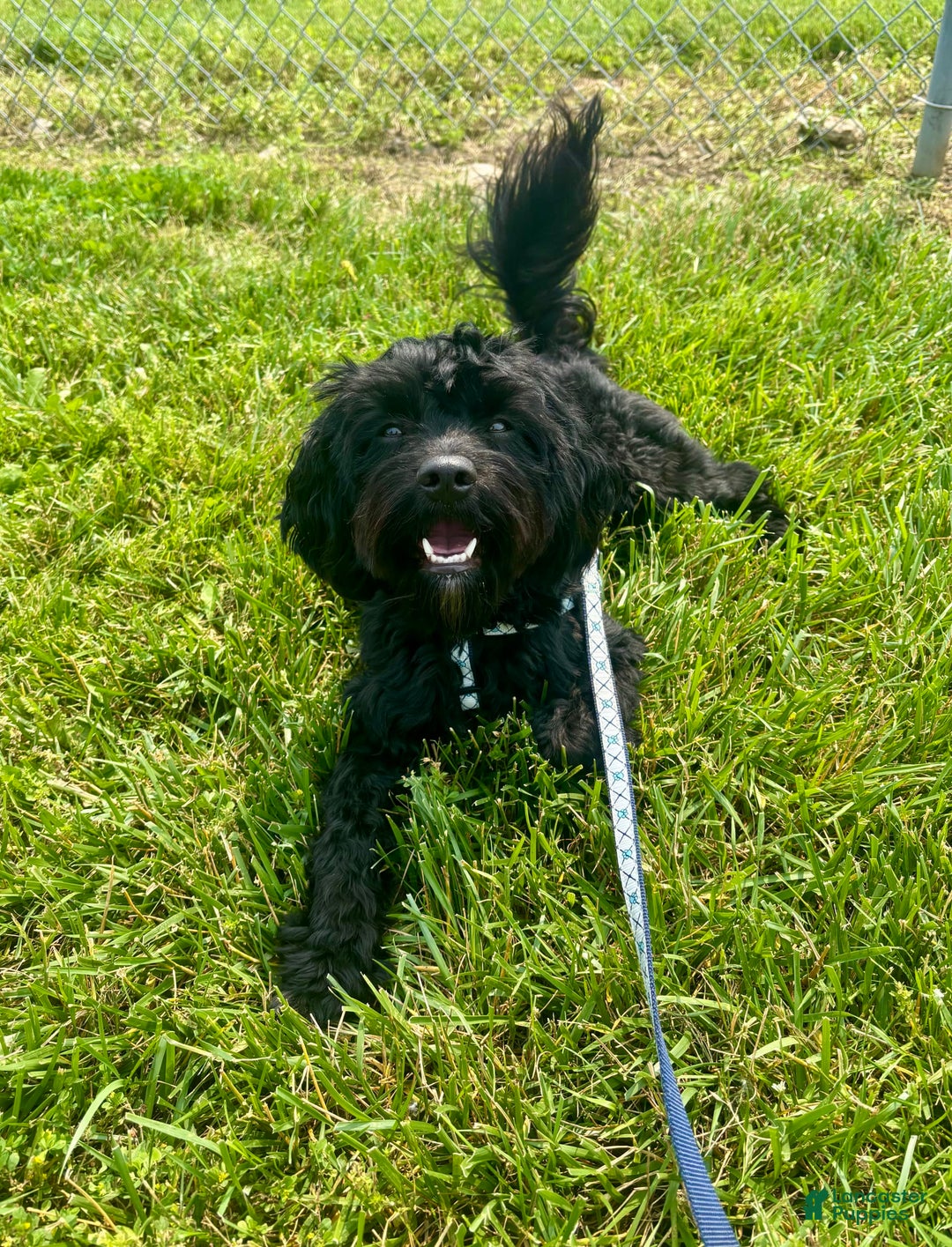 Cavapoo dogs for sale: Max - Image 9