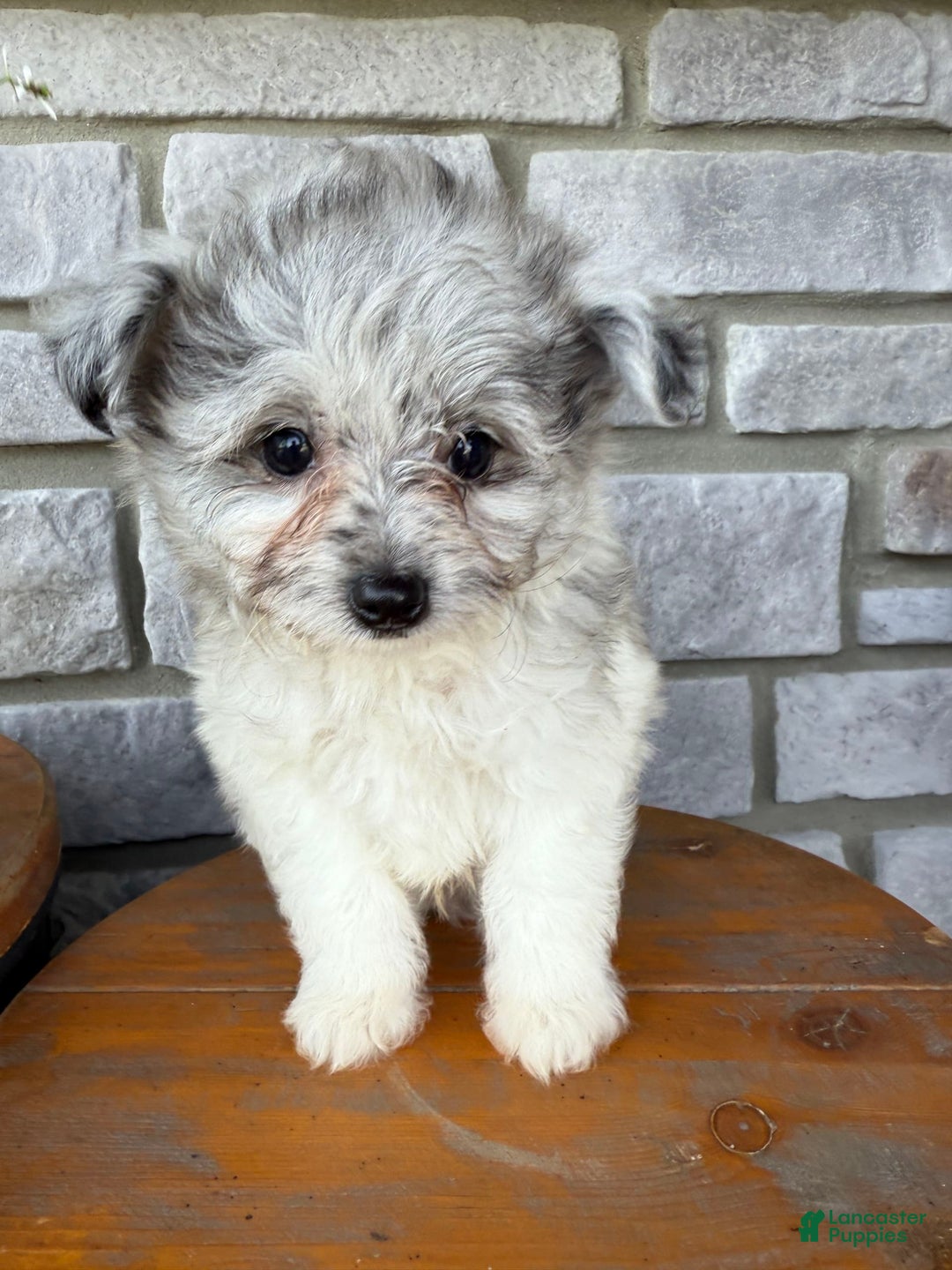 Pomapoo dogs for sale: Mason - Image 13