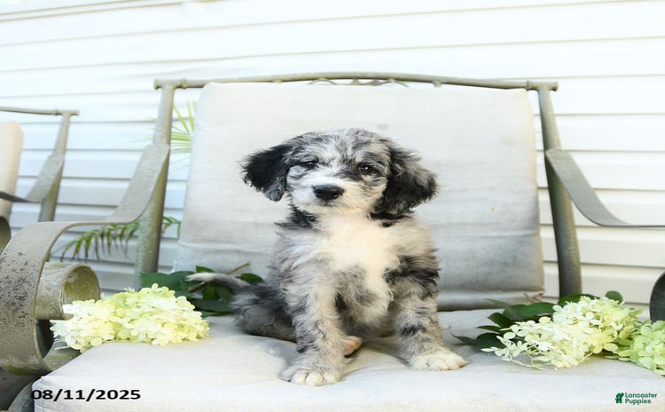 Bernedoodle dogs for sale - Ad 5
