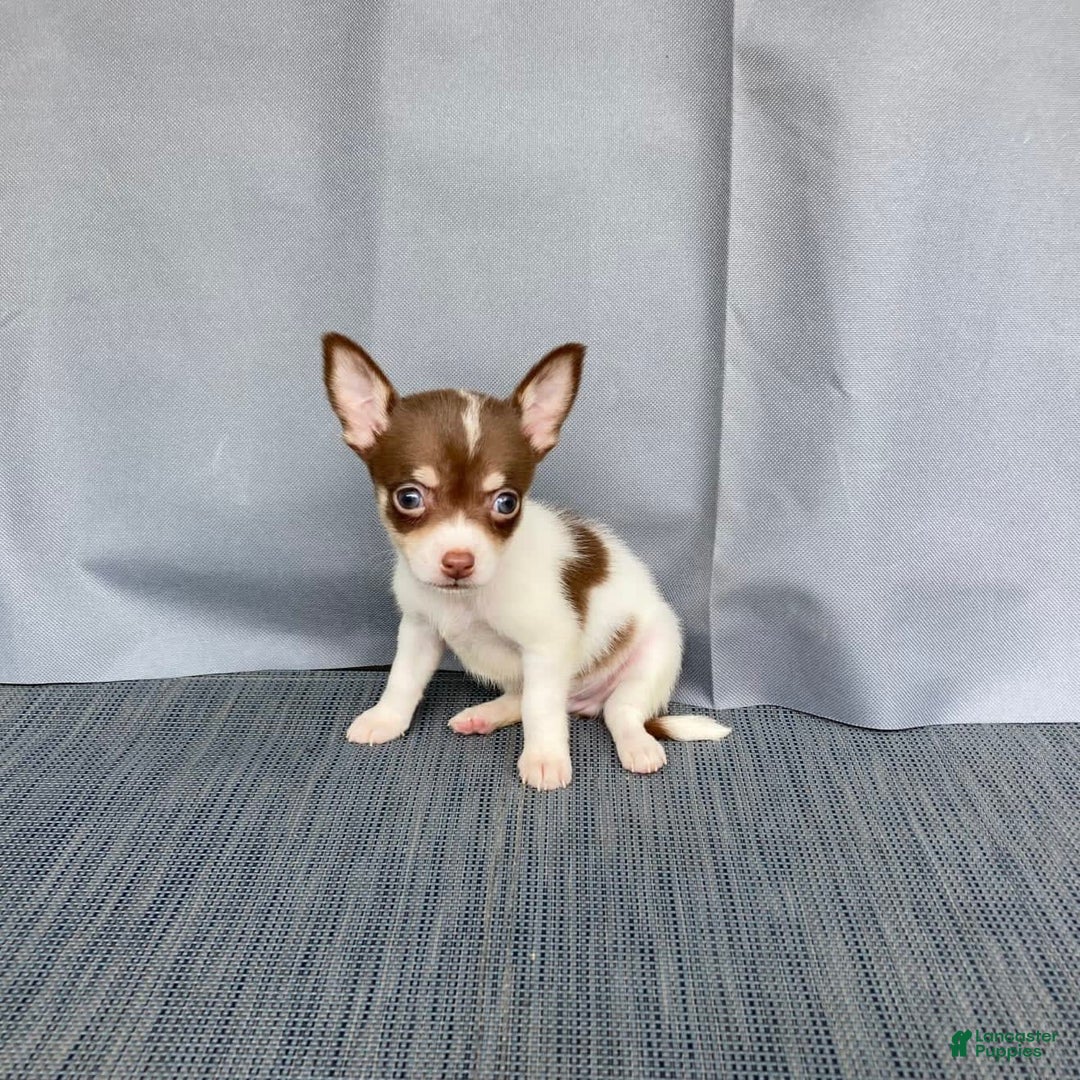 Chihuahua dogs for sale: Milo - Image 6
