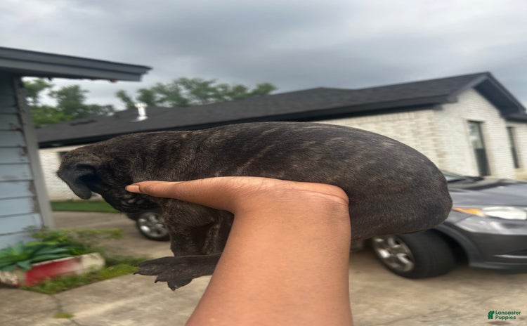 Cane Corso dogs for sale - Ad 4