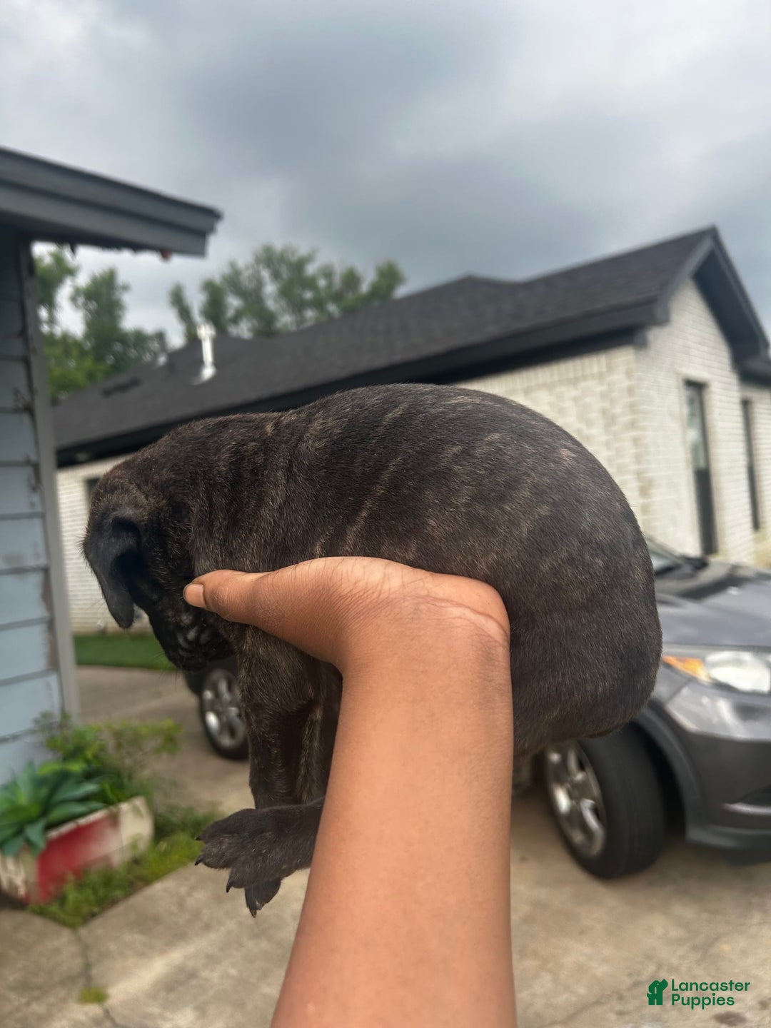 Cane Corso dogs for sale: Leo - Image 1