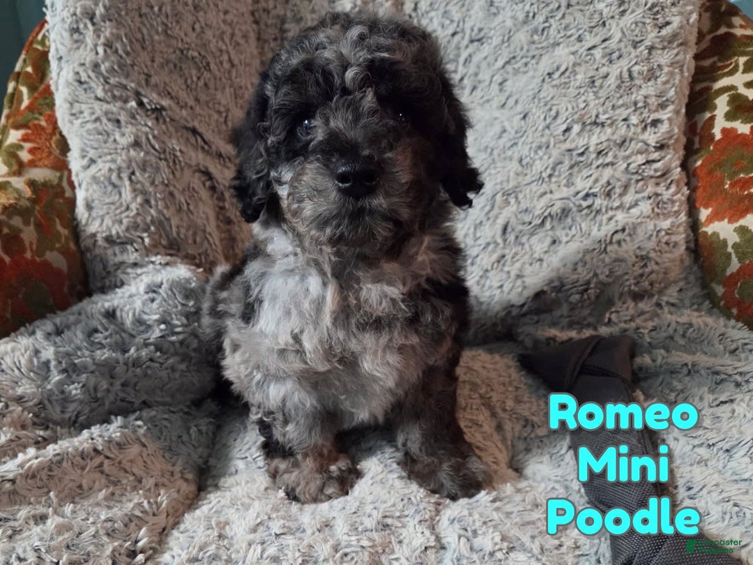 Miniature Poodle dogs for sale: Romeo - Image 1