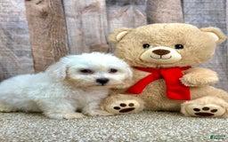 Bichon Frise dogs for sale: Brisket - Image 1