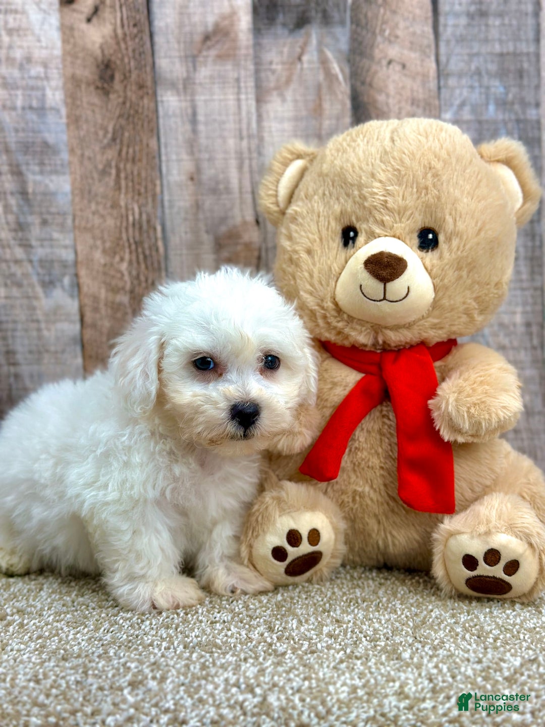 Bichon Frise dogs for sale: Brisket - Image 1
