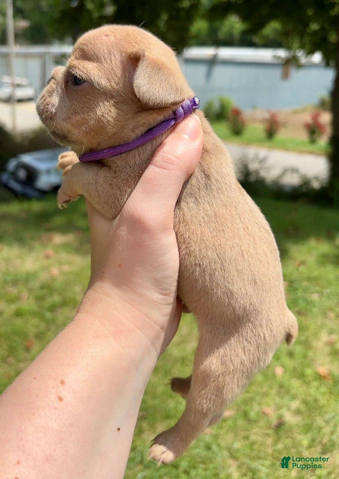 French Bulldog dogs for sale: Rhysand - Image 2