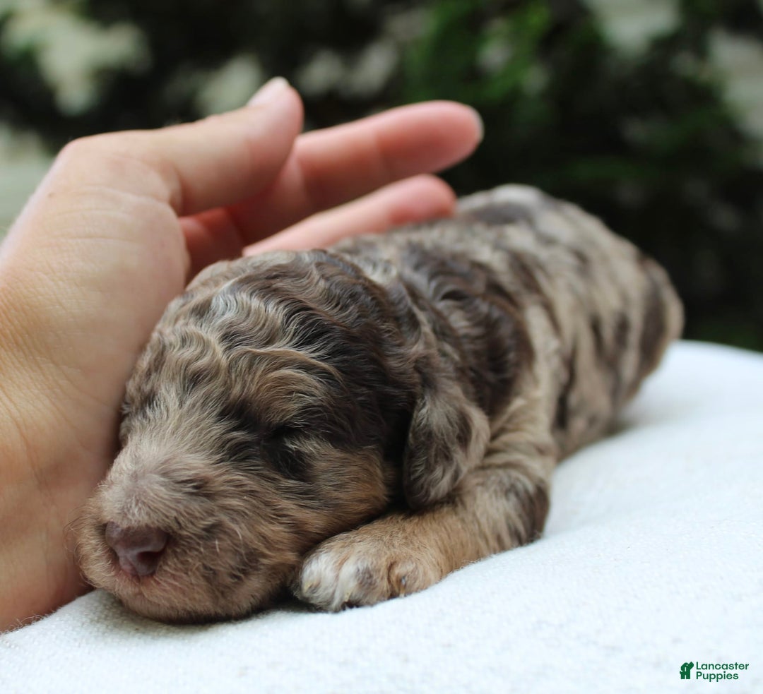 Standard Poodle dogs for sale: Denver Moyen - Image 9