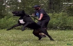Presa Canario dogs for sale: White Boots - Image 7