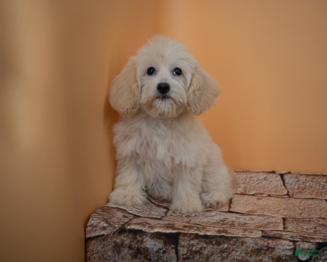 Maltipoo dogs for sale: Rebecca - Image 27