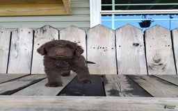 Newfypoo dogs for sale: Nickel - Image 11