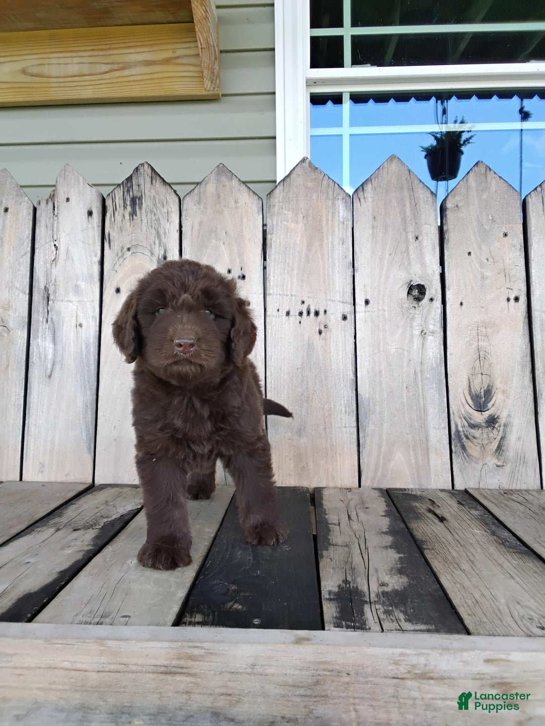 Newfypoo dogs for sale: Nickel - Image 11