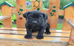 Cane Corso dogs for sale: Kylie - Image 2