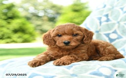 Cockapoo dogs for sale: Cherry - Image 1