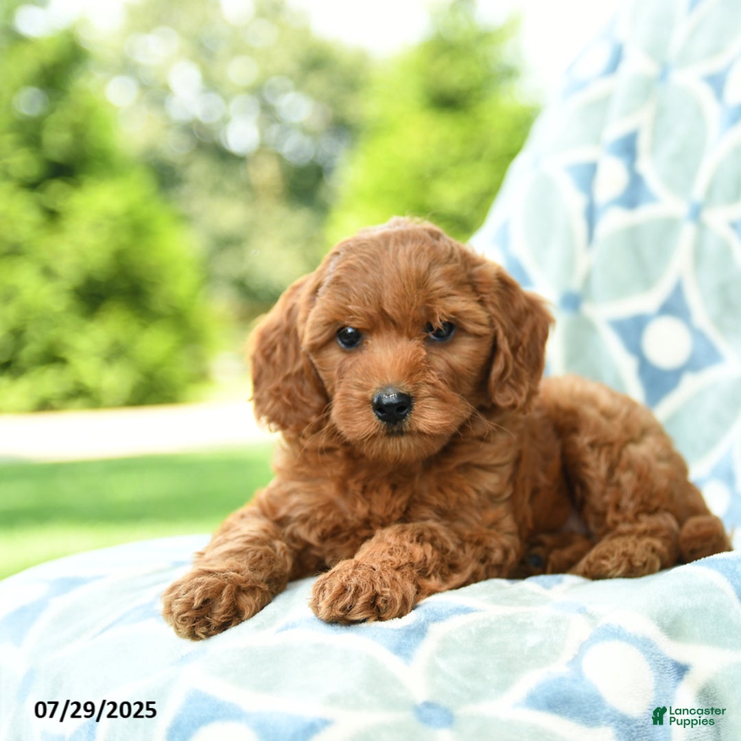 Cockapoo dogs for sale: Cherry - Image 1